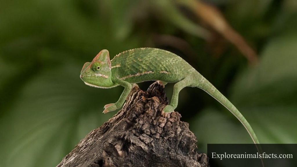 Flexible Animals With Pictures