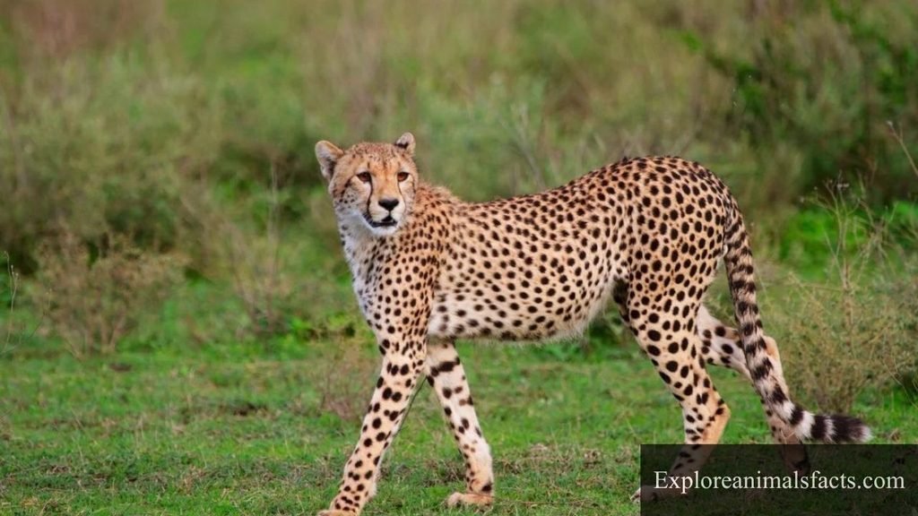 Cheetah is the most flexible animal