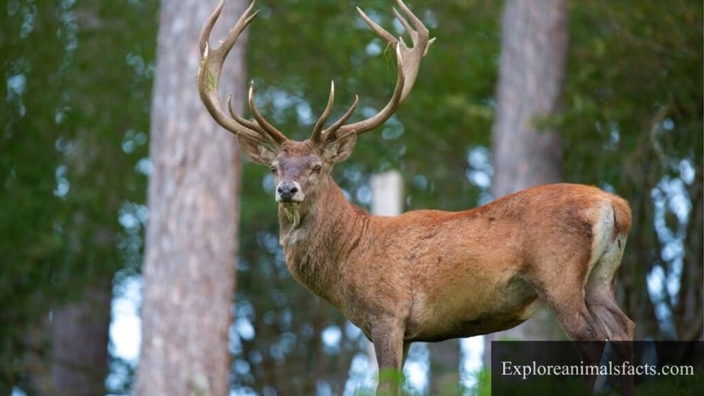 timid animal