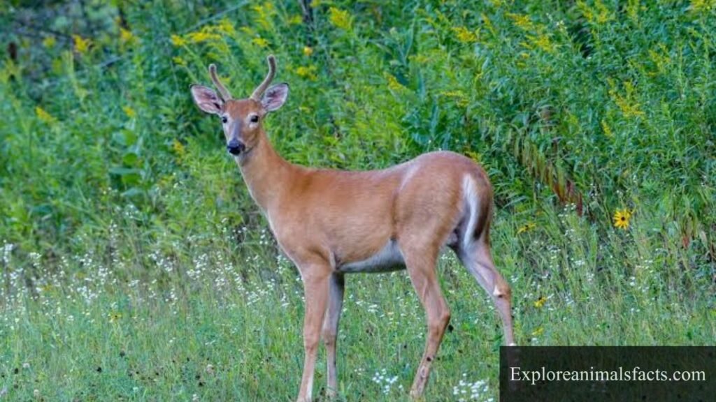 what animals gallop