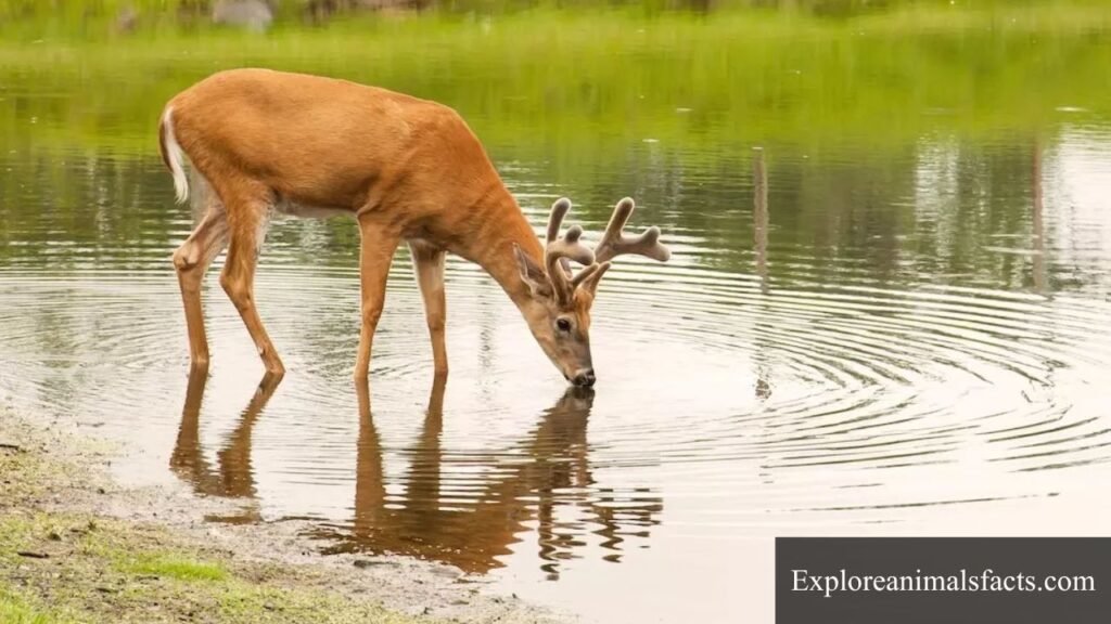 what animals drink a lot of water