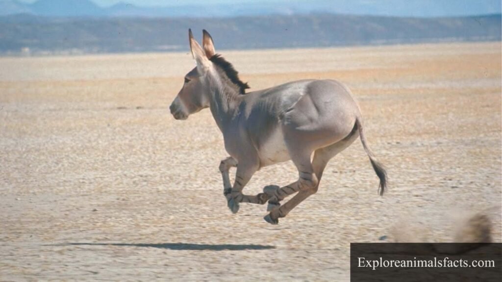galloping animals