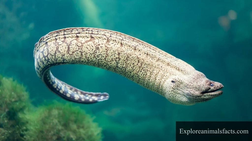 Most Flexible Animals on The Earth