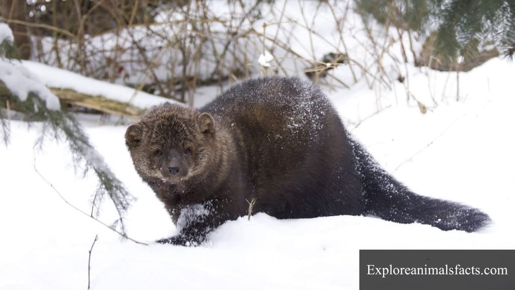 animal like otters