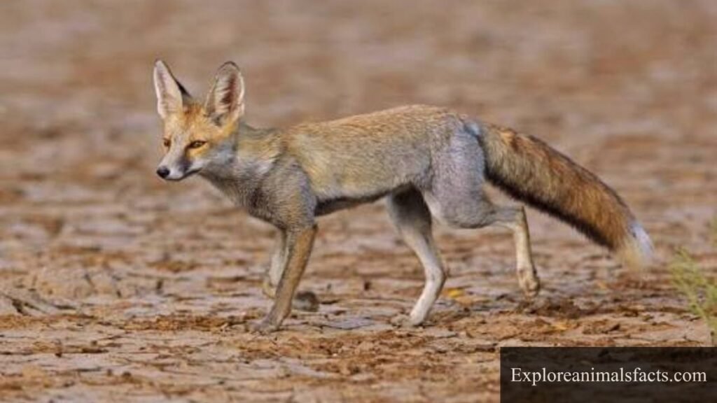 bushy tail animal