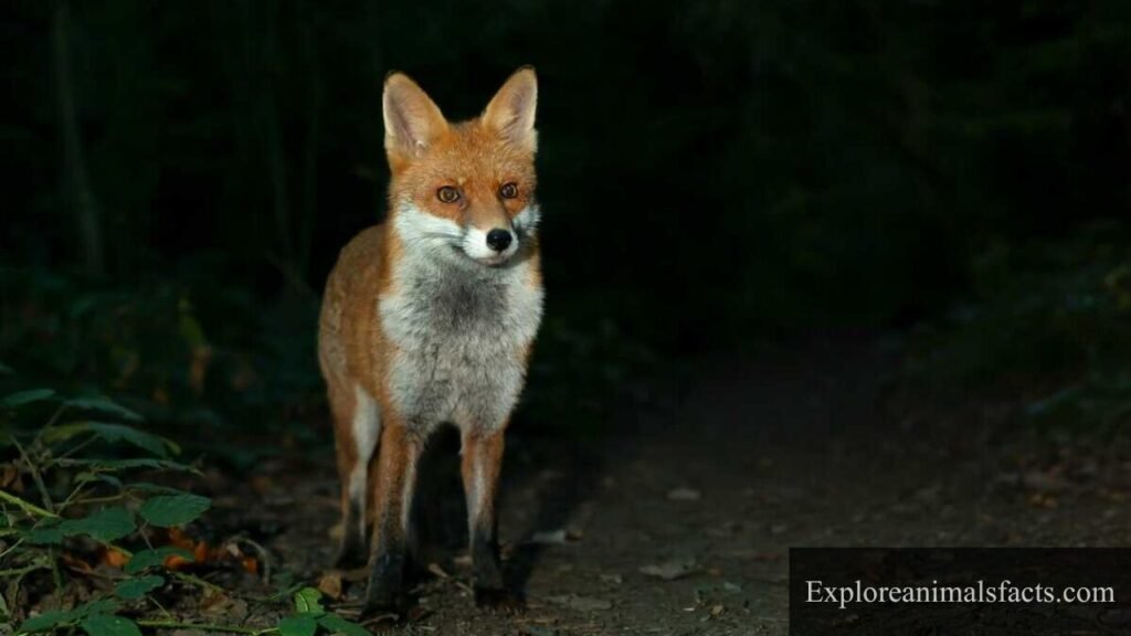 animals that see in the dark