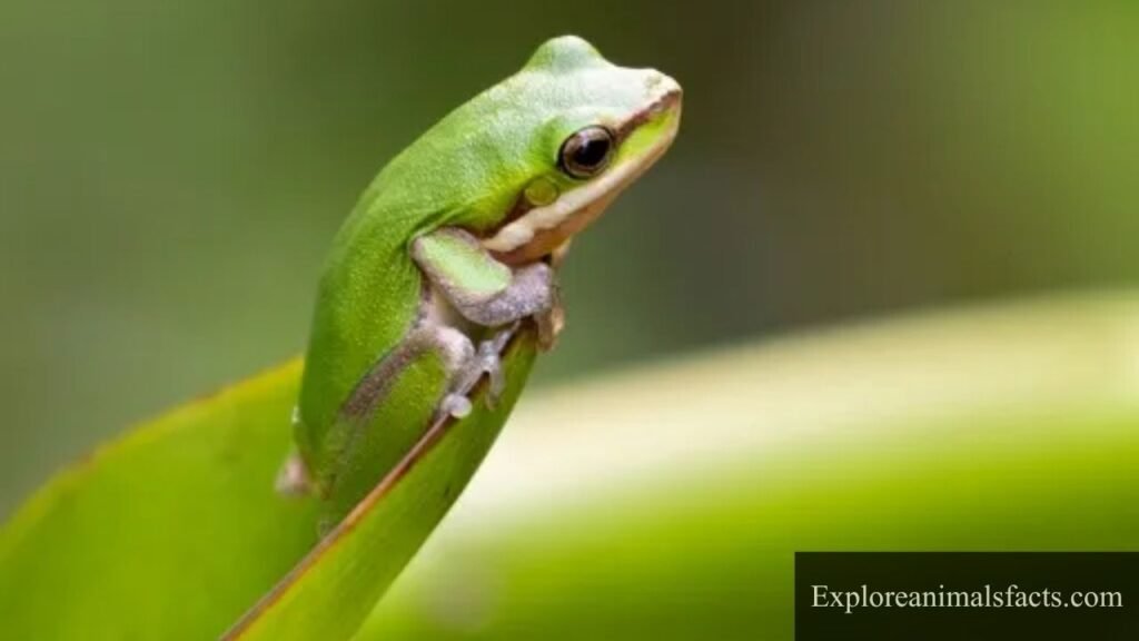 Animals That Eat Their Food Whole 