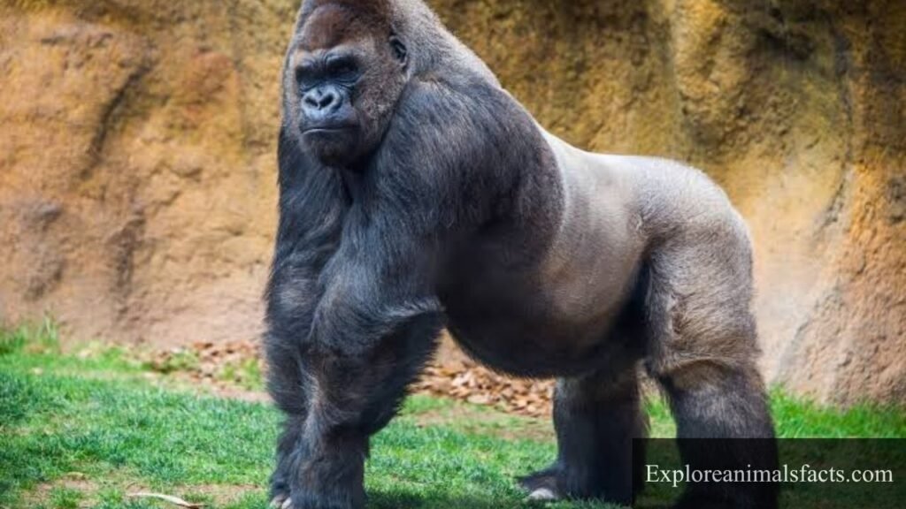 animals with long feet