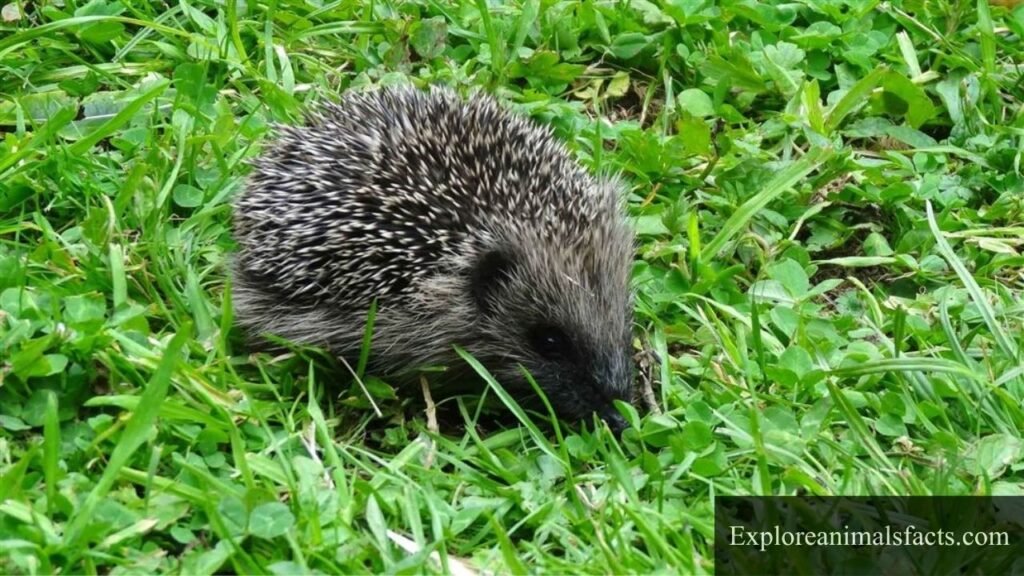 cute shy animals