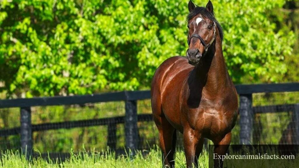 animals that move by galloping