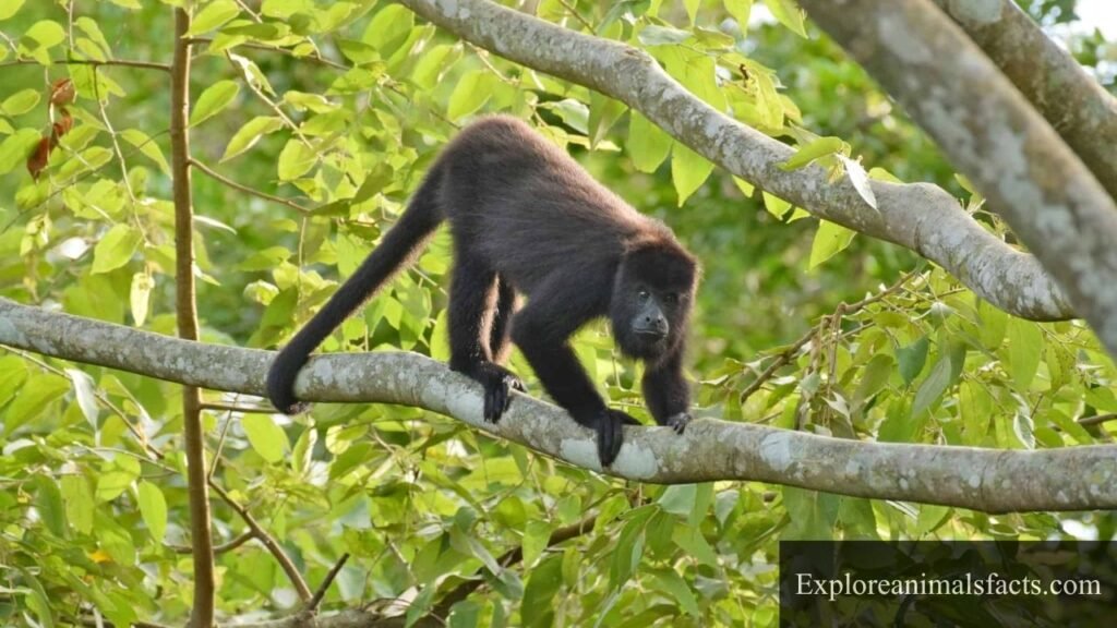 monkeys with prehensile tails