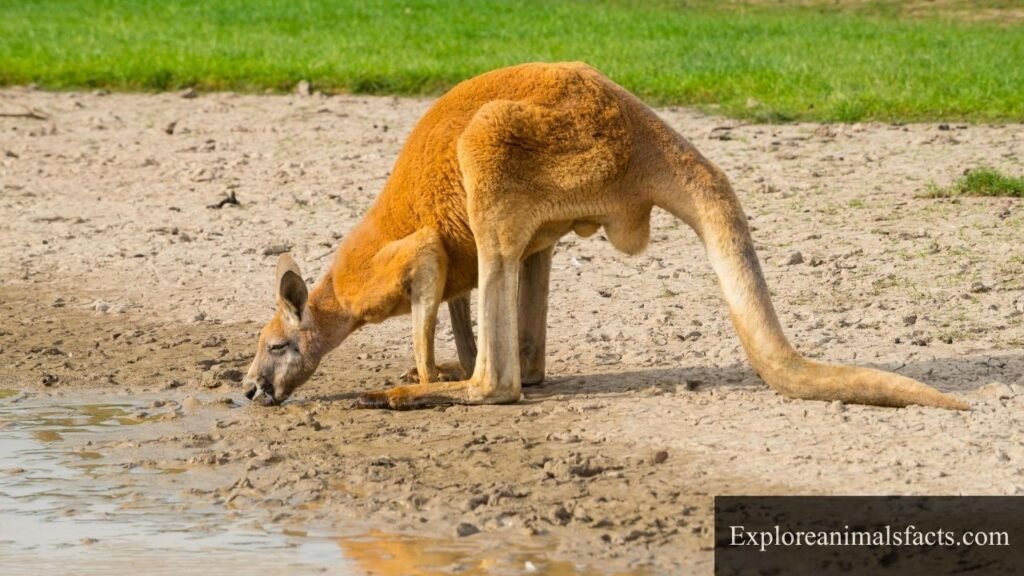 animals that drink a lot of water in the world