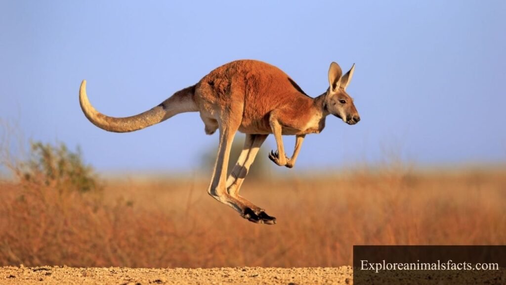 animals with a lot of energy