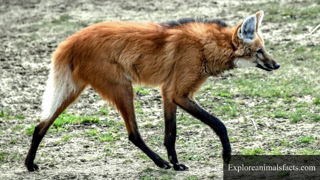 animals with long fluffy tails