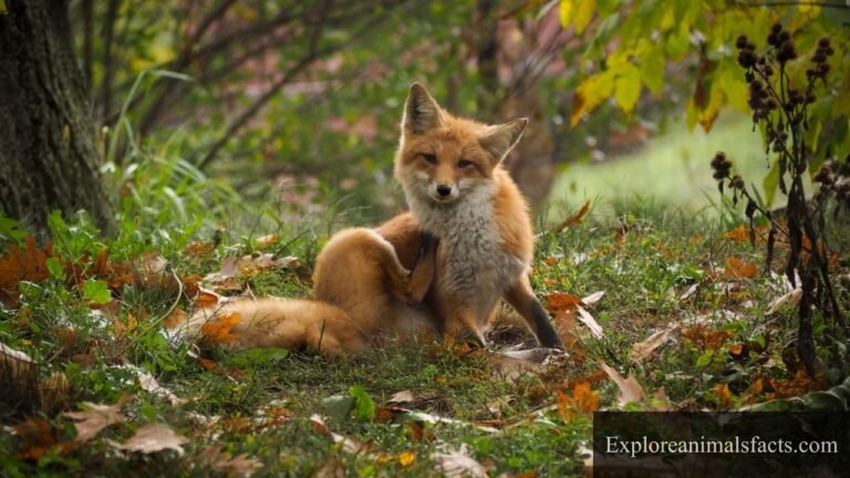 Mischievous Animals