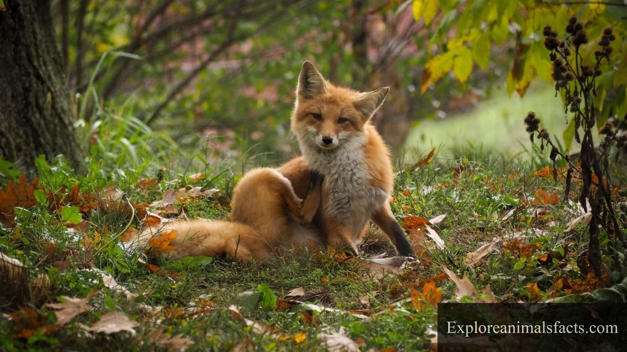 Mischievous Animals