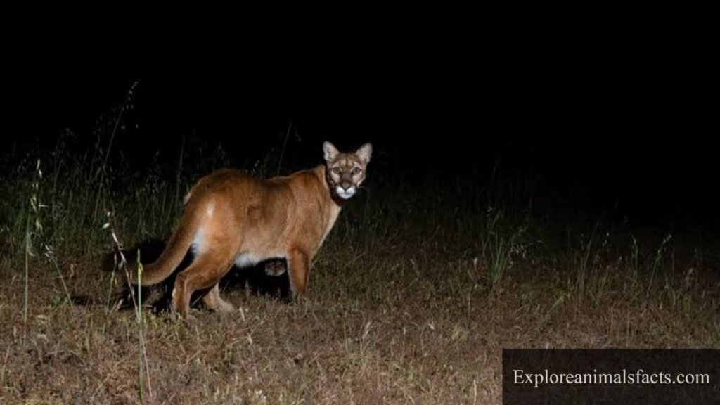 animals with night vision