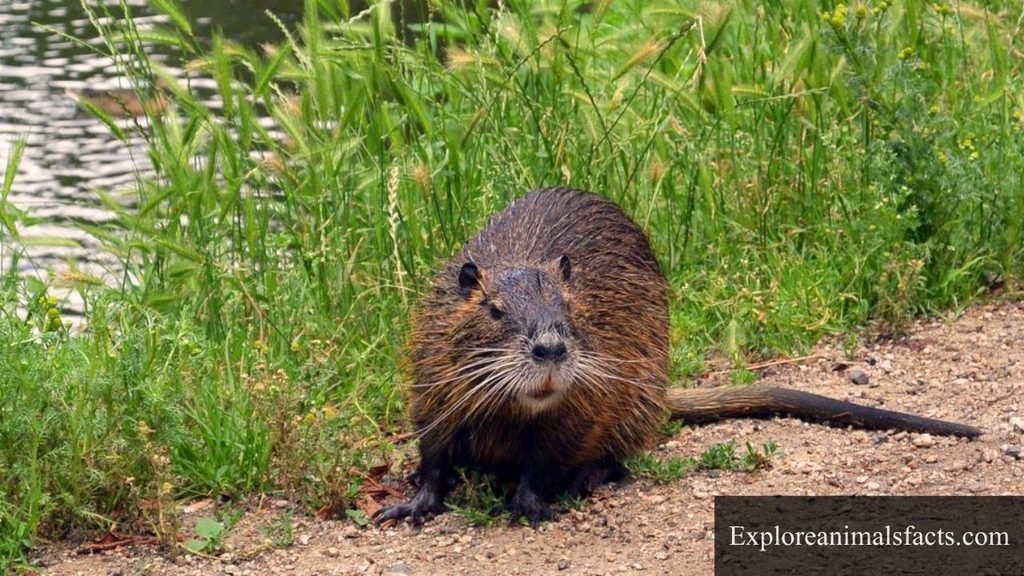 animals that look like otters but aren t