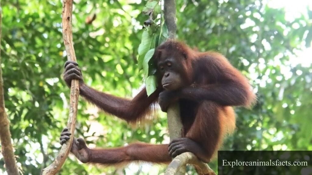 what animals like oranges