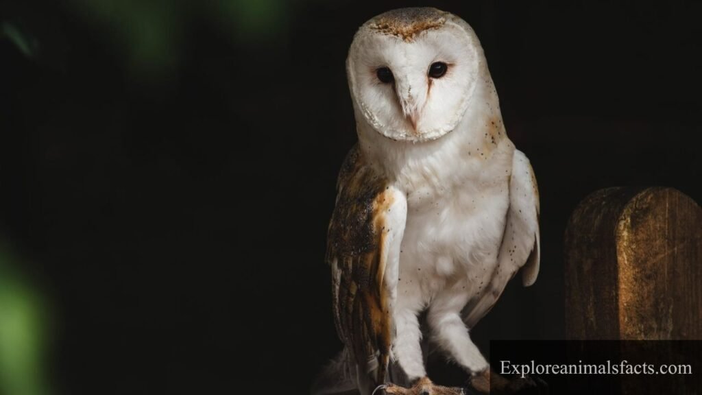 what animals can see in the dark