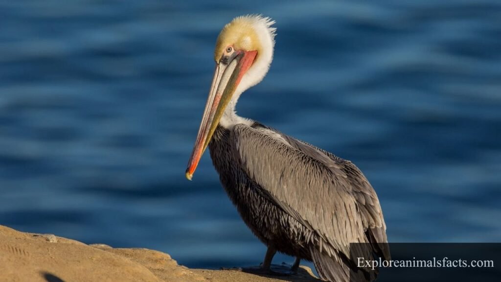 Animal That Swallow Their Food Whole