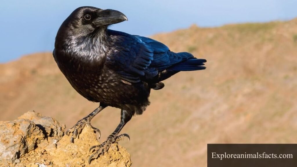 smart birds