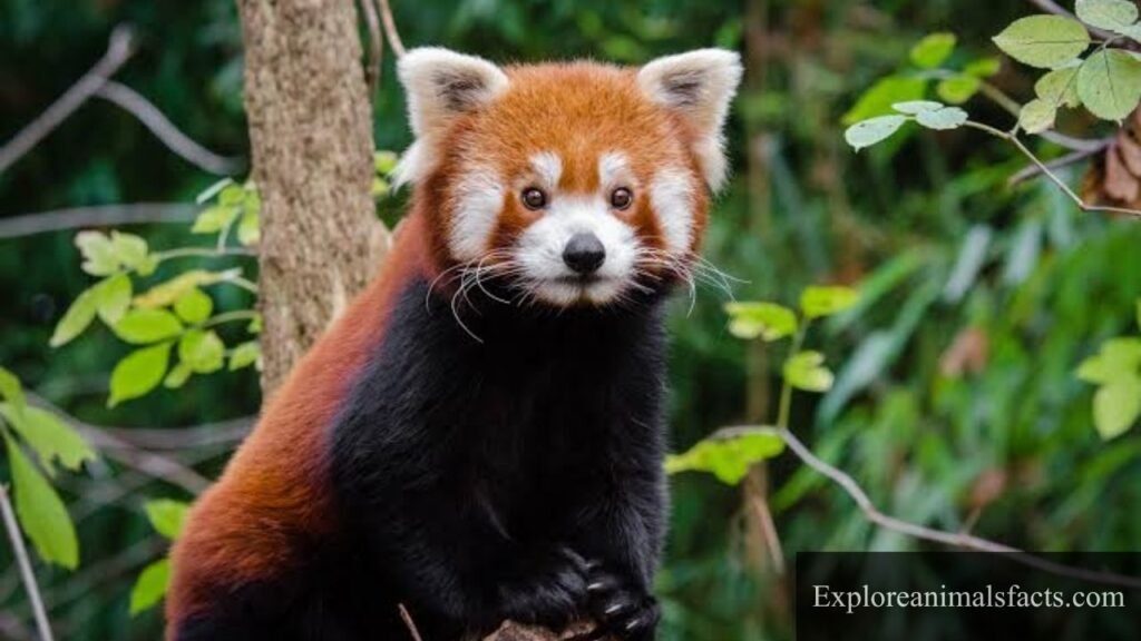 animals that are shy but friendly