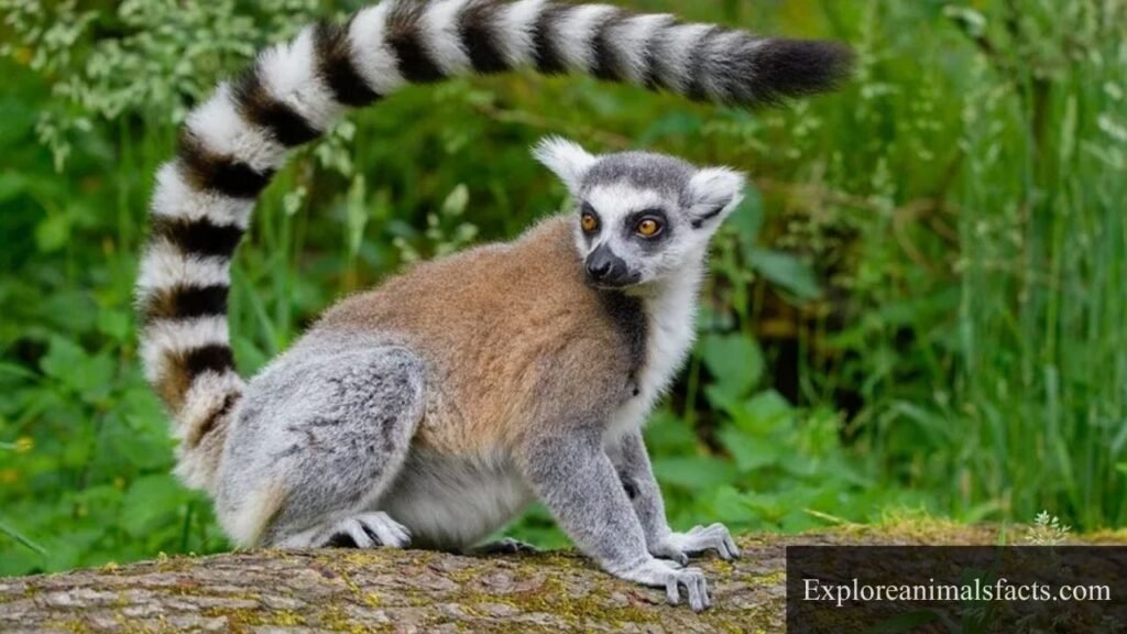 animal with bushy tail