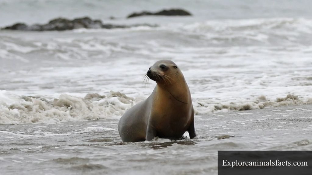 most flexible animals