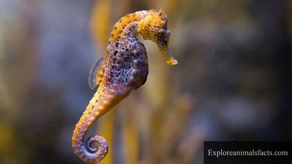Animal with prehensile tail
