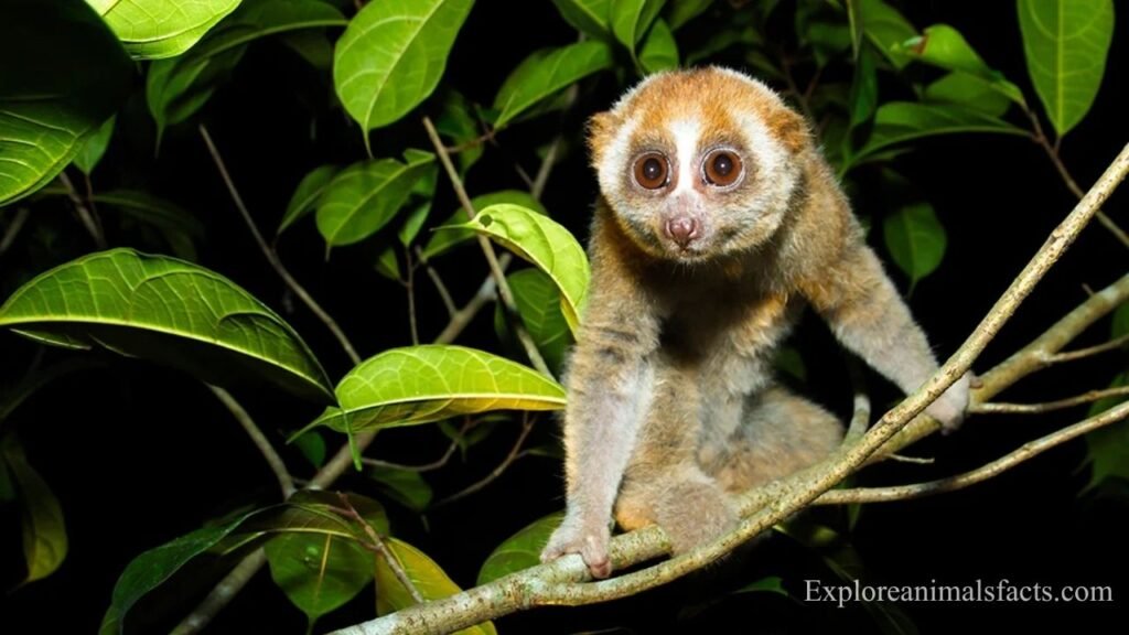 animal with lowest iq