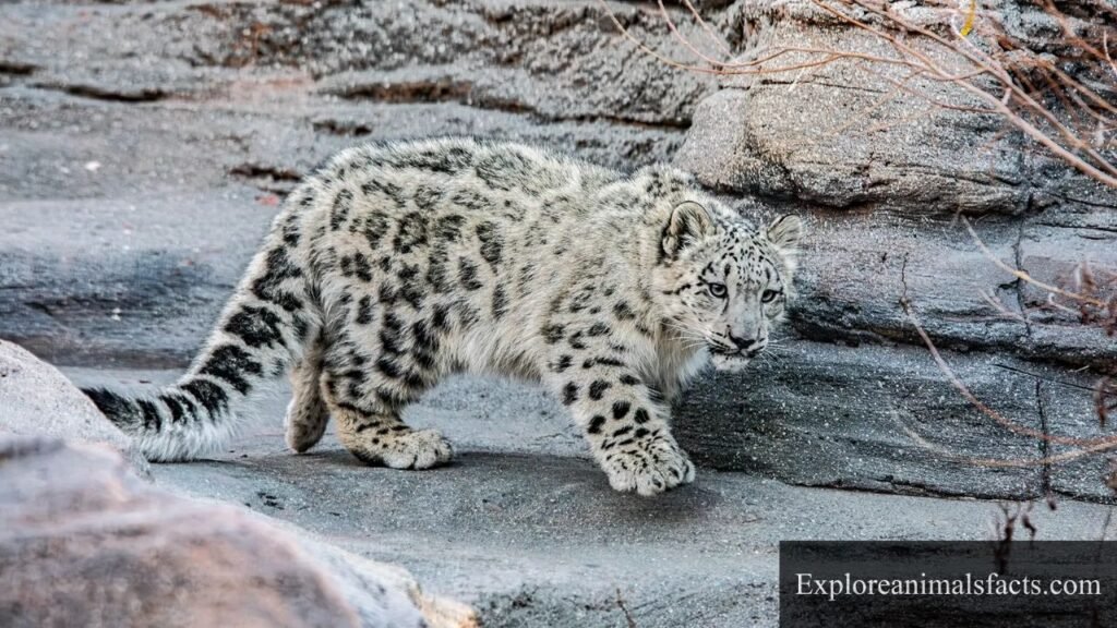 animals that are independent and smart