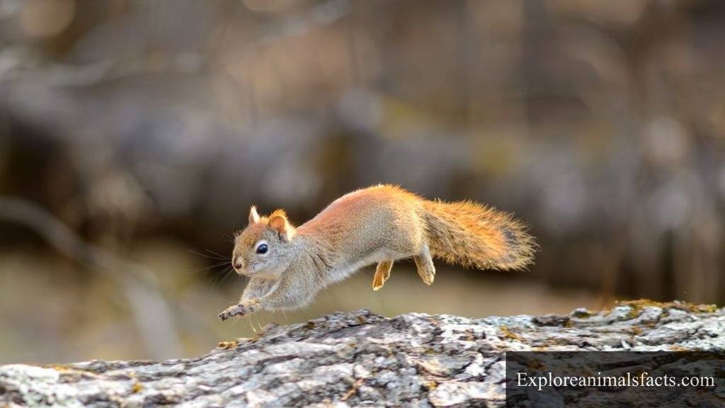 most flexible animal