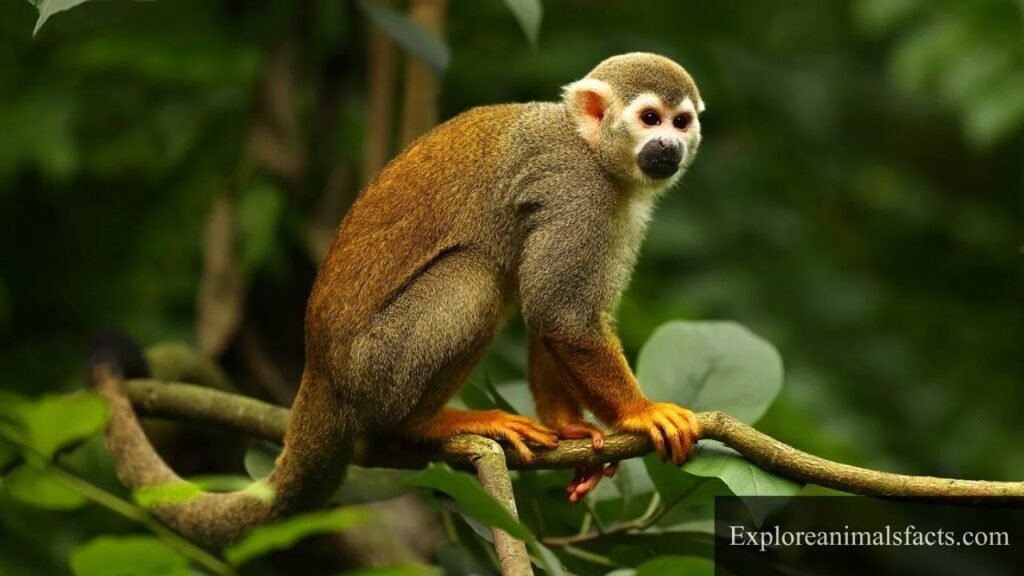 what wild animals eat oranges