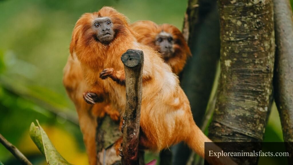 what animals eat oranges