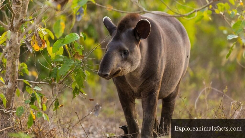 trunk animal