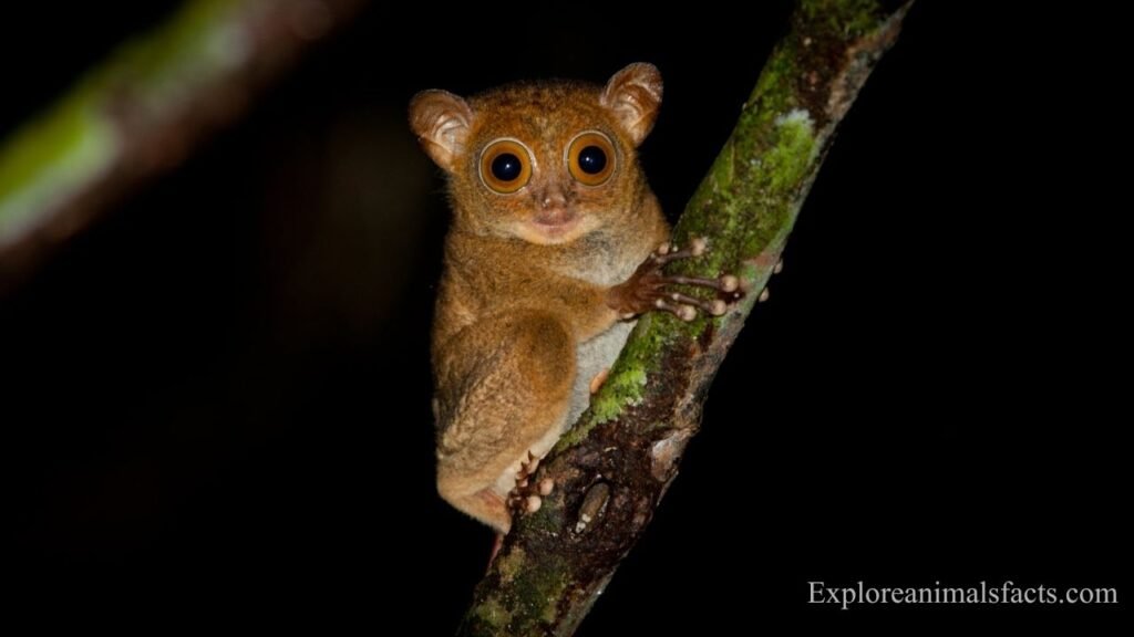 which animals have night vision