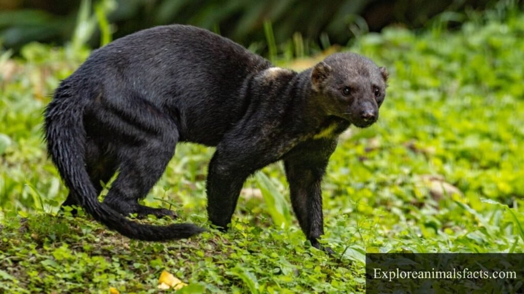 animals with big fluffy tails