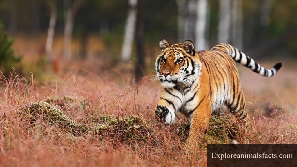 pictures of animals that gallop