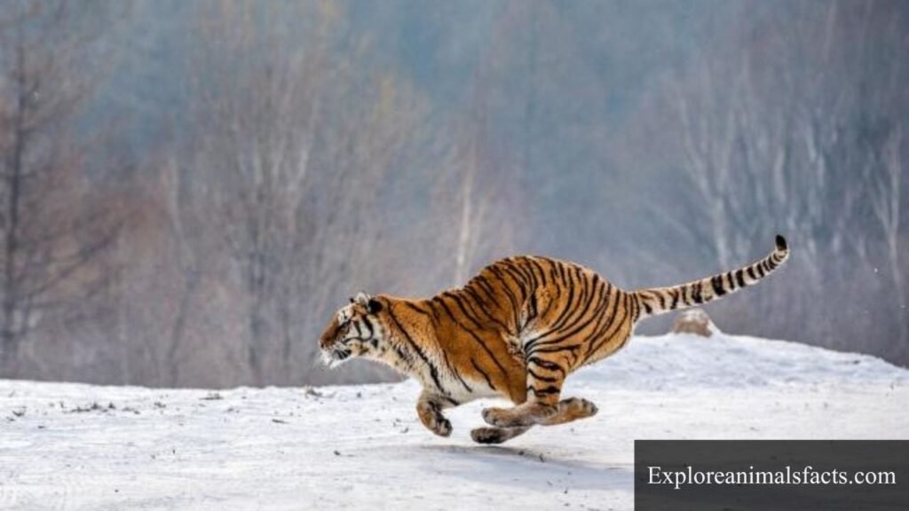 solitary animals