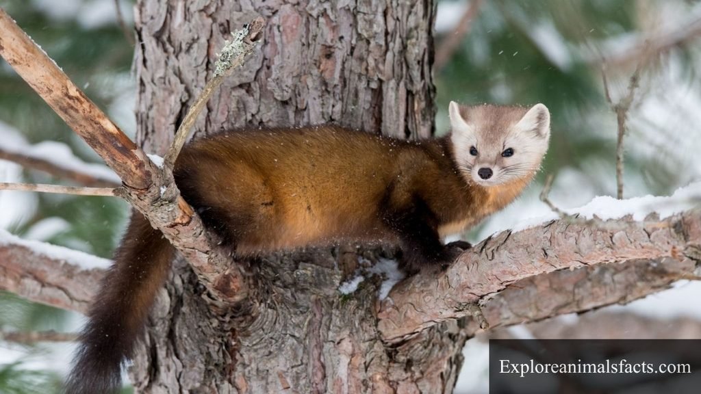 squirrel predators