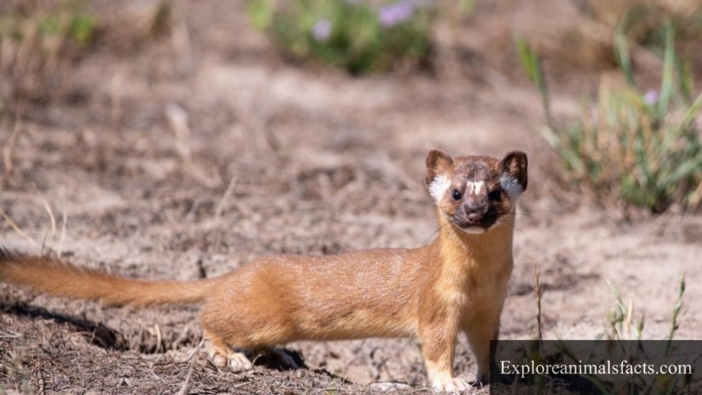animals that are similar to otters 