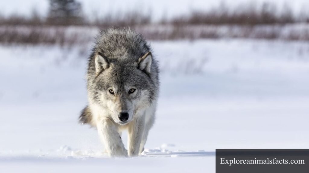 animals that have night vision