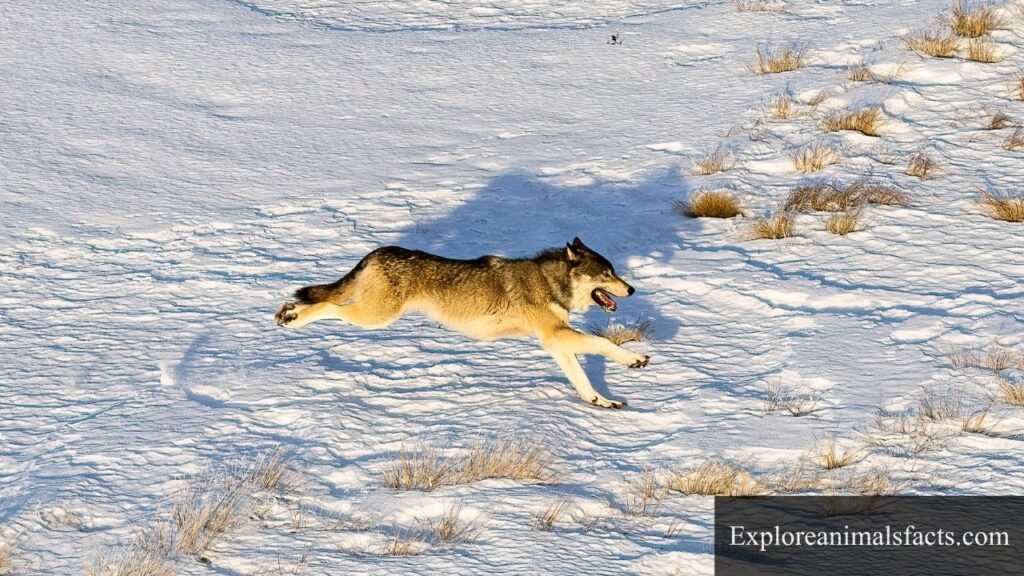 galloping animals pictures
