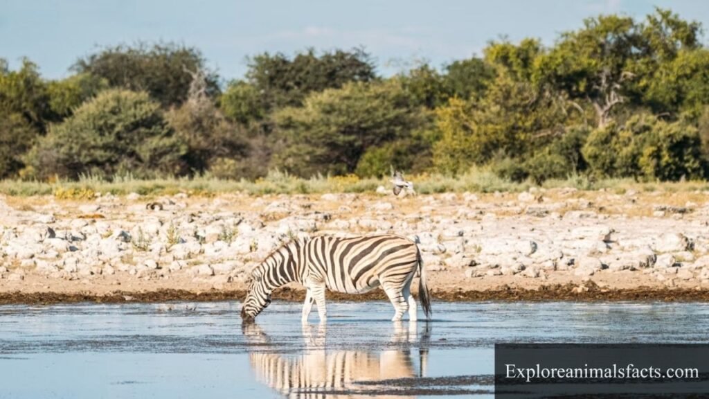 which animal drinks the most water