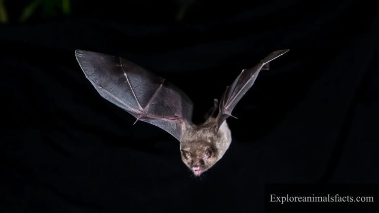 animals that can see in the dark