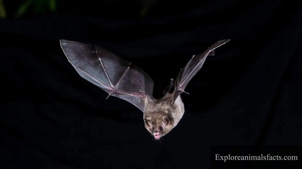 animals that can see in the dark