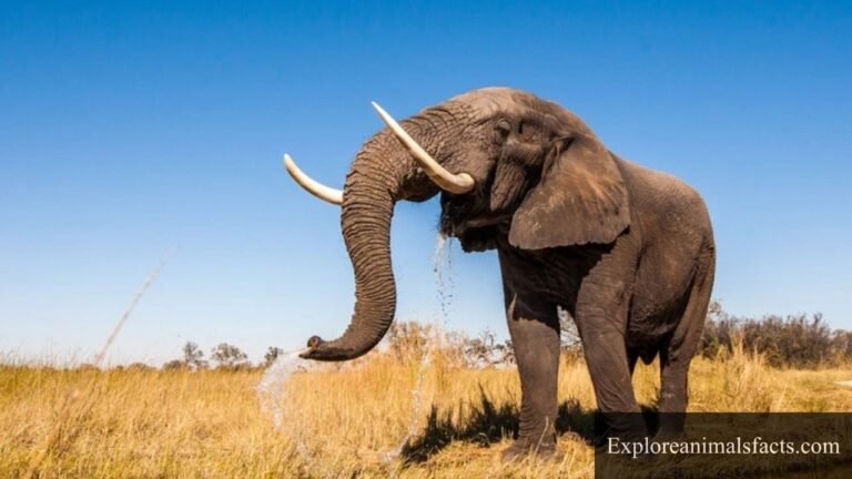 animals that drink a lot of water