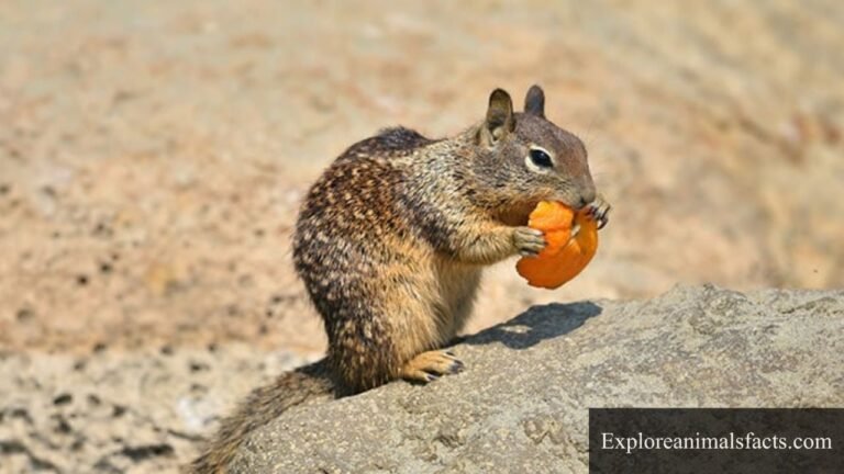 animals that eat oranges