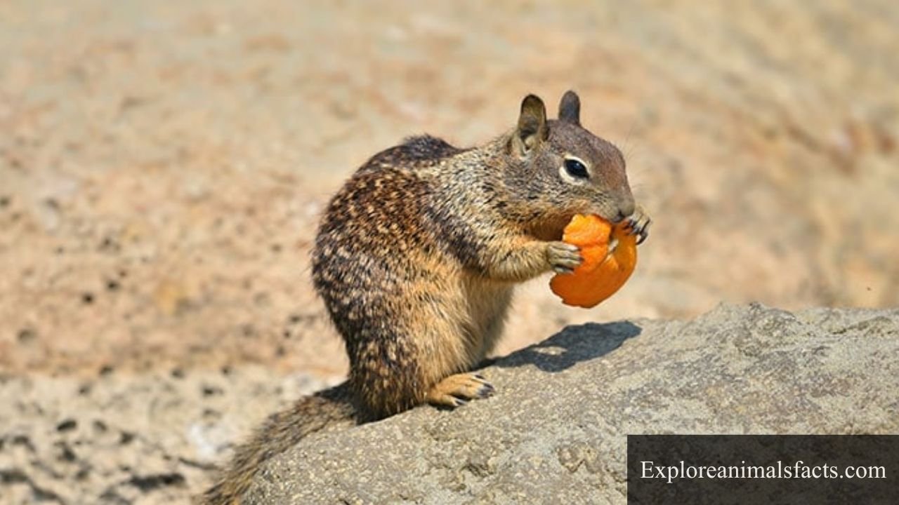 animals that eat oranges